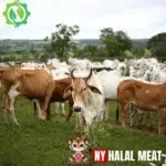 Halal Meat and Eco-Friendly Farming